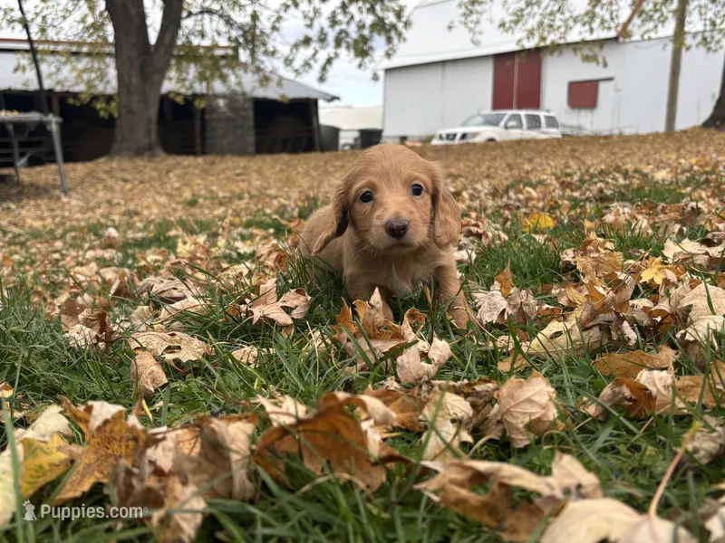 Carmel – Dachshund puppy for sale in Monona, IA