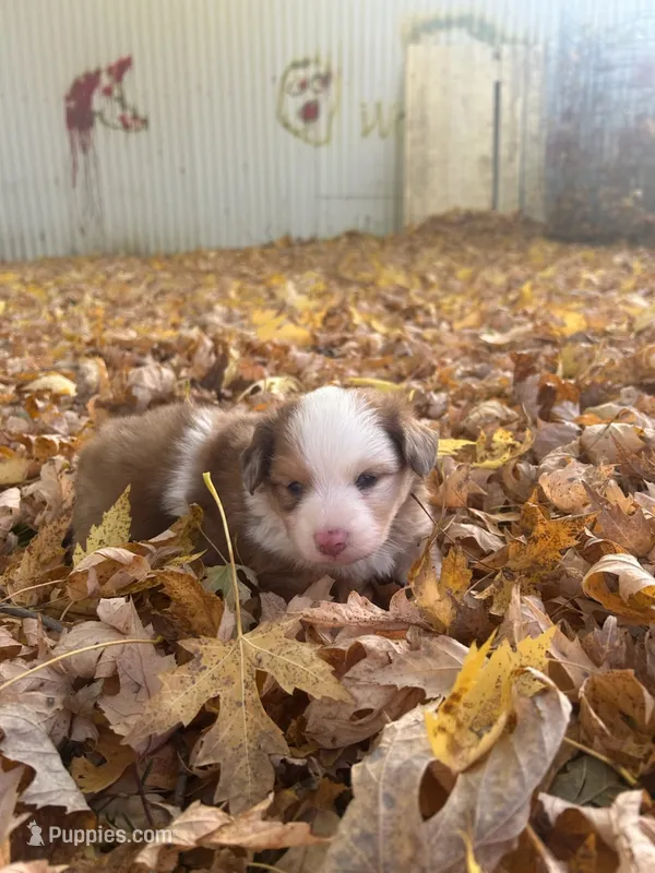 Bear – Dachshund, Pomeranian puppy for sale in Monona, IA