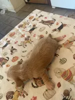 Carmel, a male Dachshund for sale in Monona, IA – 3 of 5