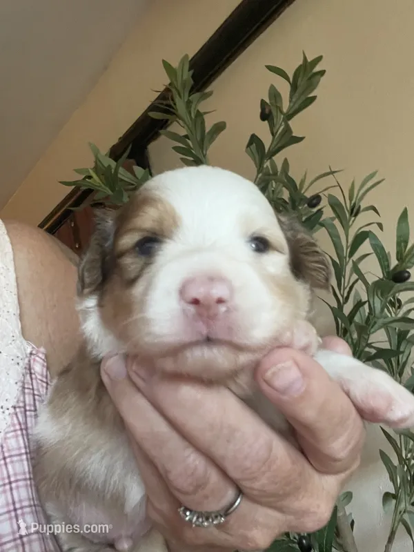 Bear – Dachshund, Pomeranian puppy for sale in Monona, IA