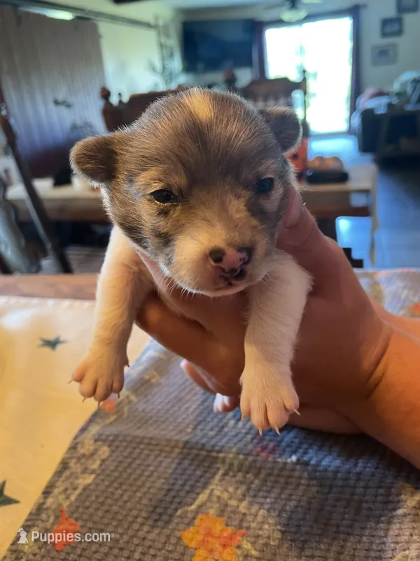 Bandit – Dachshund, Pomeranian puppy for sale in Monona, IA