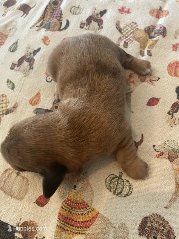 Coffee cake – Dachshund puppy for sale in Monona, IA