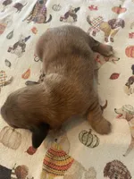 Coffee cake, a female Dachshund for sale in Monona, IA – 1 of 3