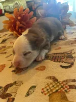 Bear, a male Dachshund and Pomeranian for sale in Monona, IA – 2 of 6