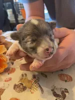 Bandit, a male Dachshund and Pomeranian for sale in Monona, IA – 4 of 5