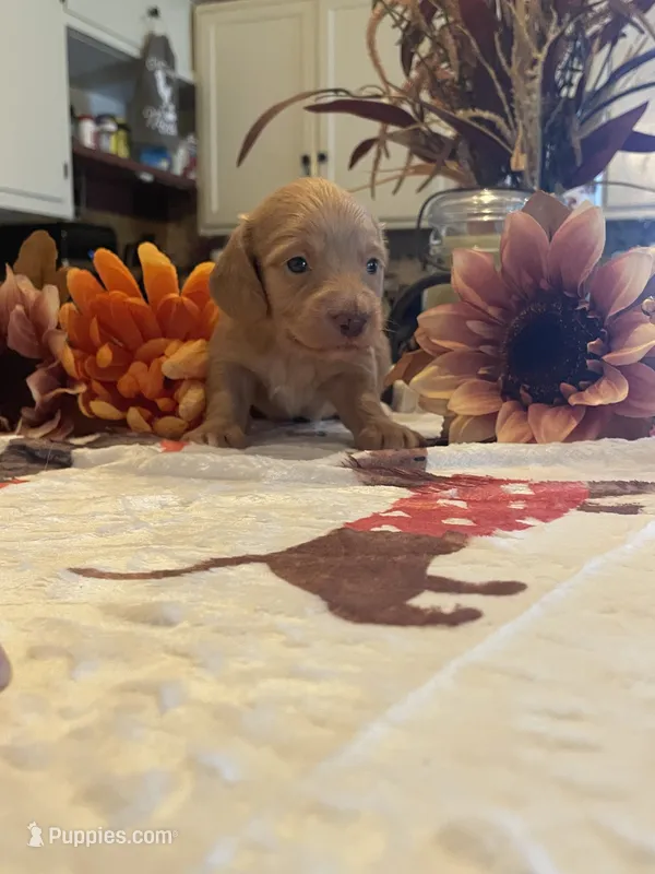 Carmel – Dachshund puppy for sale in Monona, IA
