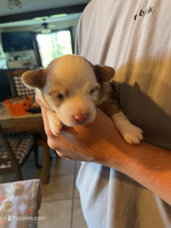 Bear – Dachshund, Pomeranian puppy for sale in Monona, IA