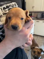 Peanut, a male Dachshund for sale in Monona, IA – Photo 7 of 7