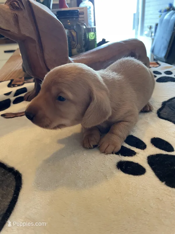 Peanut – Dachshund puppy for sale in Monona, IA