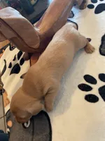 Peanut, a male Dachshund for sale in Monona, IA – Photo 5 of 7