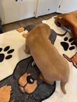 Peanut, a male Dachshund for sale in Monona, IA – 5 of 10