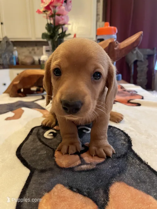 Peanut – Dachshund puppy for sale in Monona, IA