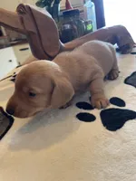 Peanut, a male Dachshund for sale in Monona, IA – Photo 2 of 7