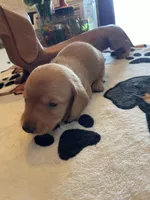 Peanut, a male Dachshund for sale in Monona, IA – Photo 3 of 7