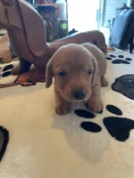 Peanut, a male Dachshund for sale in Monona, IA – Photo 4 of 7