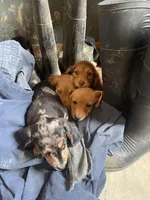 Peanut, a male Dachshund for sale in Monona, IA – 8 of 10