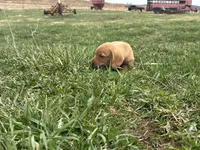 Peanut, a male Dachshund for sale in Monona, IA – 3 of 10
