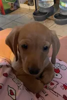 Peanut, a male Dachshund for sale in Monona, IA – 1 of 10