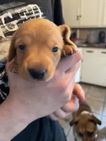 Peanut, a male Dachshund for sale in Monona, IA – Photo 6 of 7