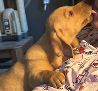 Peanut, a male Dachshund for sale in Monona, IA – 9 of 10