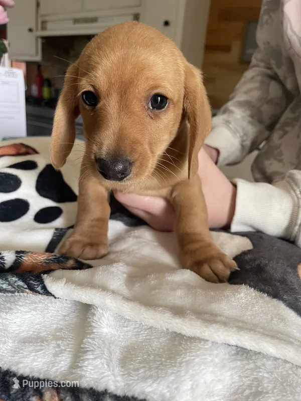 Peanut – Dachshund puppy for sale in Monona, IA