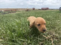 Peanut, a male Dachshund for sale in Monona, IA – 2 of 10