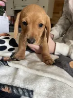 Peanut, a male Dachshund for sale in Monona, IA – 7 of 10