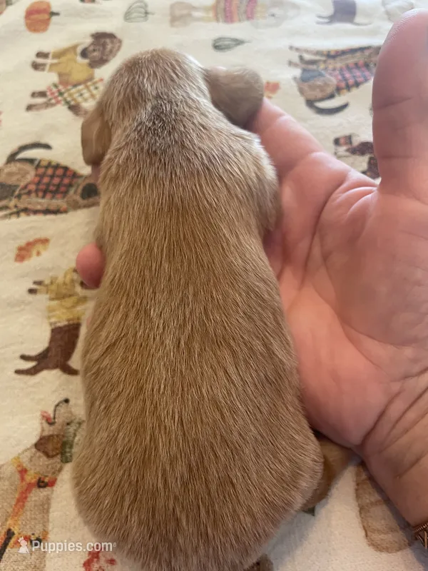 Carmel – Dachshund puppy for sale in Monona, IA