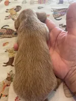 Carmel, a male Dachshund for sale in Monona, IA – 1 of 5