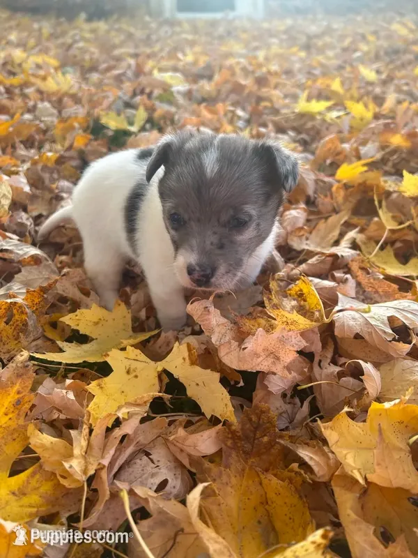 Bandit – Dachshund, Pomeranian puppy for sale in Monona, IA