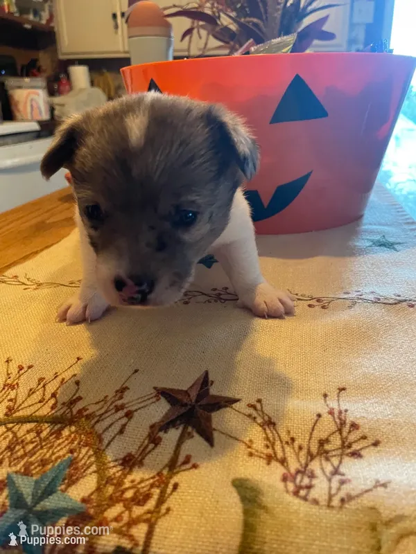 Bandit – Dachshund, Pomeranian puppy for sale in Monona, IA