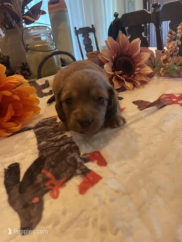 Coffee cake – Dachshund puppy for sale in Monona, IA