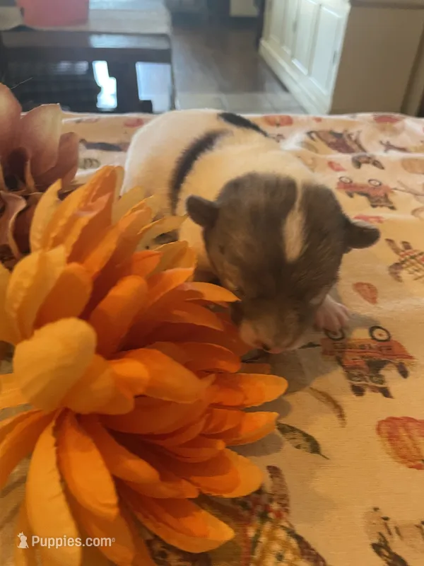 Bandit – Dachshund, Pomeranian puppy for sale in Monona, IA