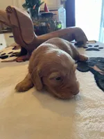 Waffer, a male Dachshund for sale in Monona, IA – Photo 5 of 8