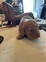 Waffer, a male Dachshund for sale in Monona, IA – Photo 4 of 8