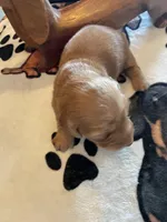 Waffer, a male Dachshund for sale in Monona, IA – Photo 6 of 8