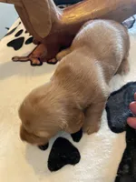 Waffer, a male Dachshund for sale in Monona, IA – Photo 7 of 8