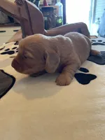 Waffer, a male Dachshund for sale in Monona, IA – Photo 2 of 8