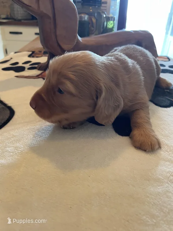 Waffer – Dachshund puppy for sale in Monona, IA