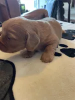 Waffer, a male Dachshund for sale in Monona, IA – Photo 3 of 8