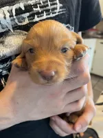 Waffer, a male Dachshund for sale in Monona, IA – Photo 8 of 8