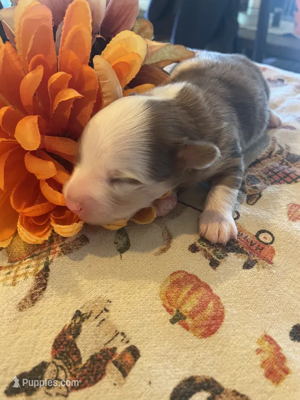 Bear – Dachshund, Pomeranian puppy for sale in Monona, IA