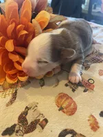Bear, a male Dachshund and Pomeranian for sale in Monona, IA – 1 of 6