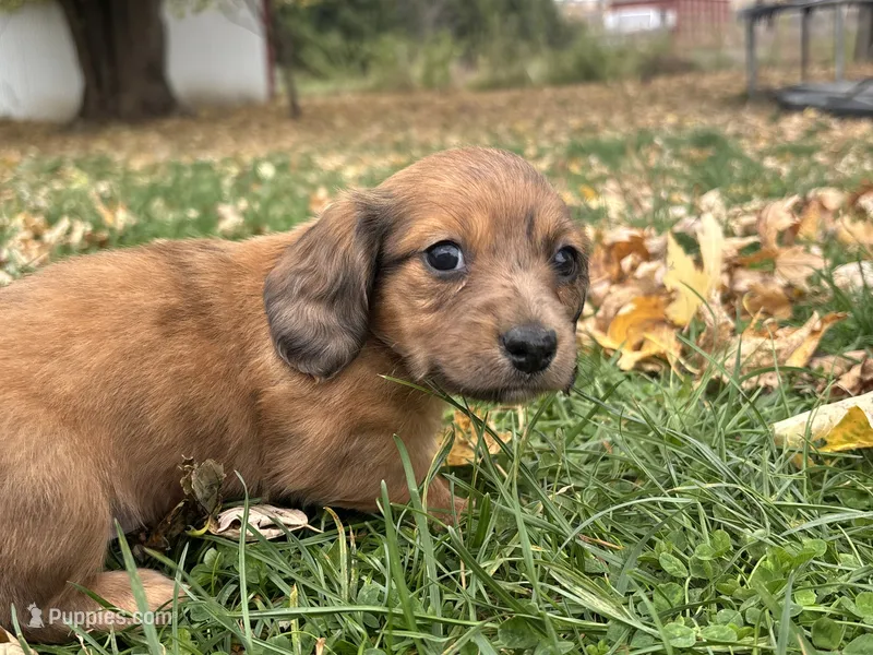 Coffee cake – Dachshund puppy for sale in Monona, IA