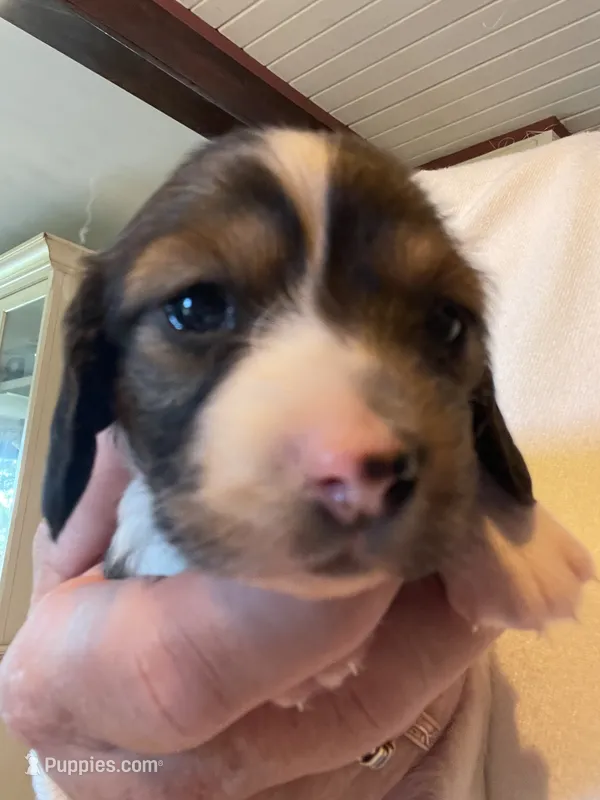 Cookie Dough – Dachshund puppy for sale in Monona, IA