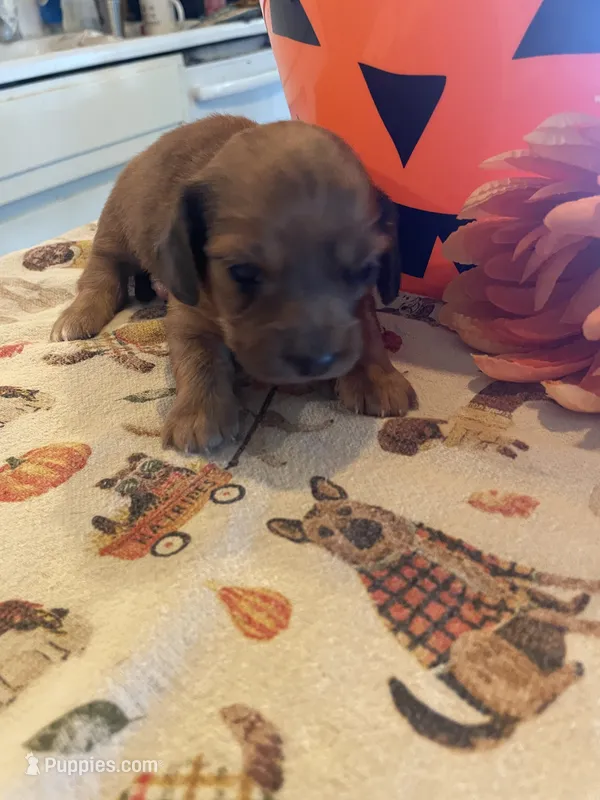 Coffee cake – Dachshund puppy for sale in Monona, IA