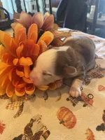 Bear, a male Dachshund and Pomeranian for sale in Monona, IA – 4 of 6