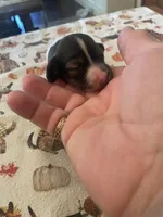 Cookie Dough, a female Dachshund for sale in Monona, IA – 3 of 5