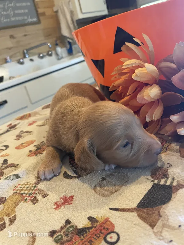 Carmel – Dachshund puppy for sale in Monona, IA