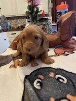 Wafer, a male Dachshund for sale in Monona, IA – Photo 4 of 4